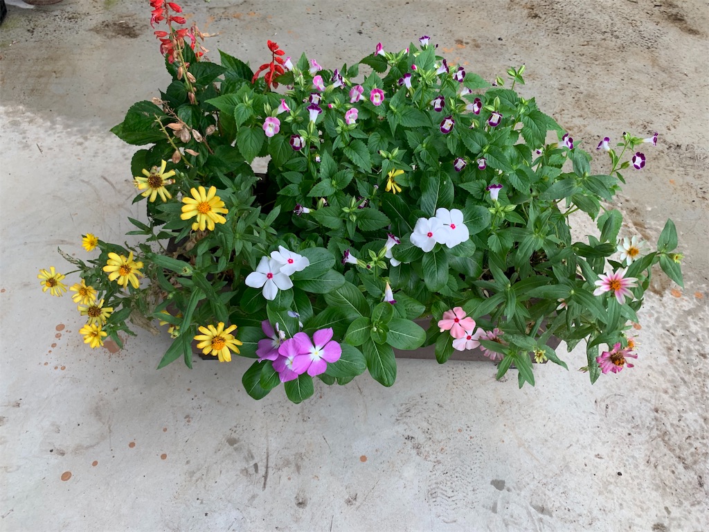 f:id:sakana78:20190817144307j:image