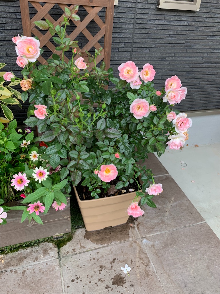 f:id:sakana78:20190818010235j:image