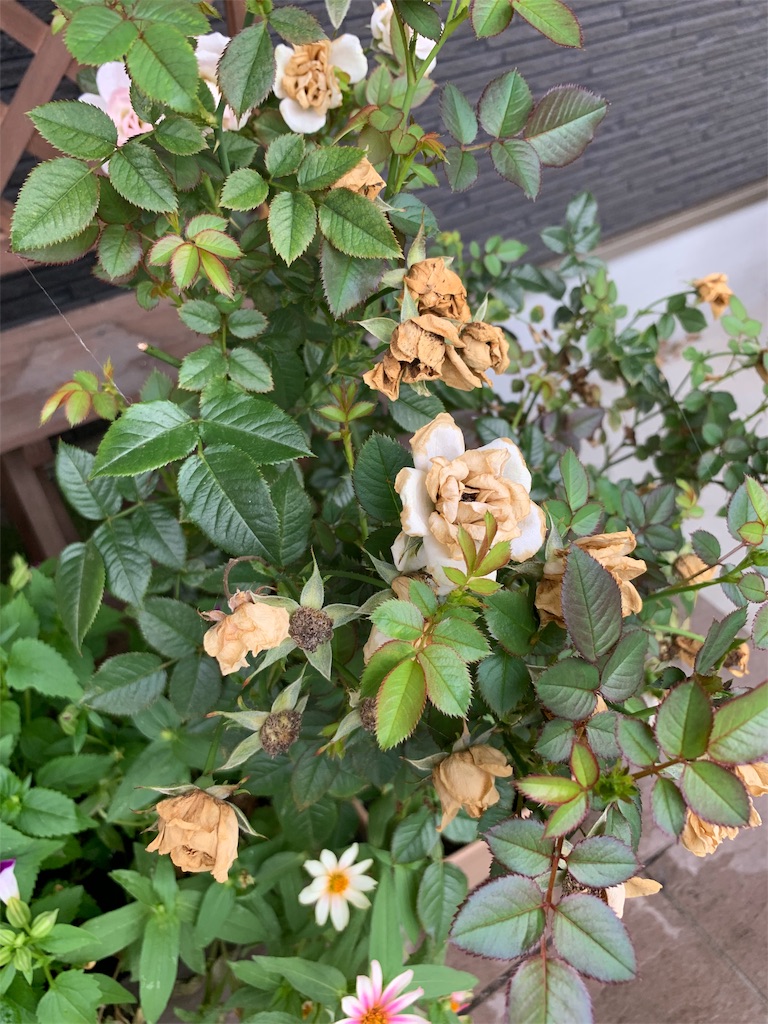 f:id:sakana78:20190818010314j:image