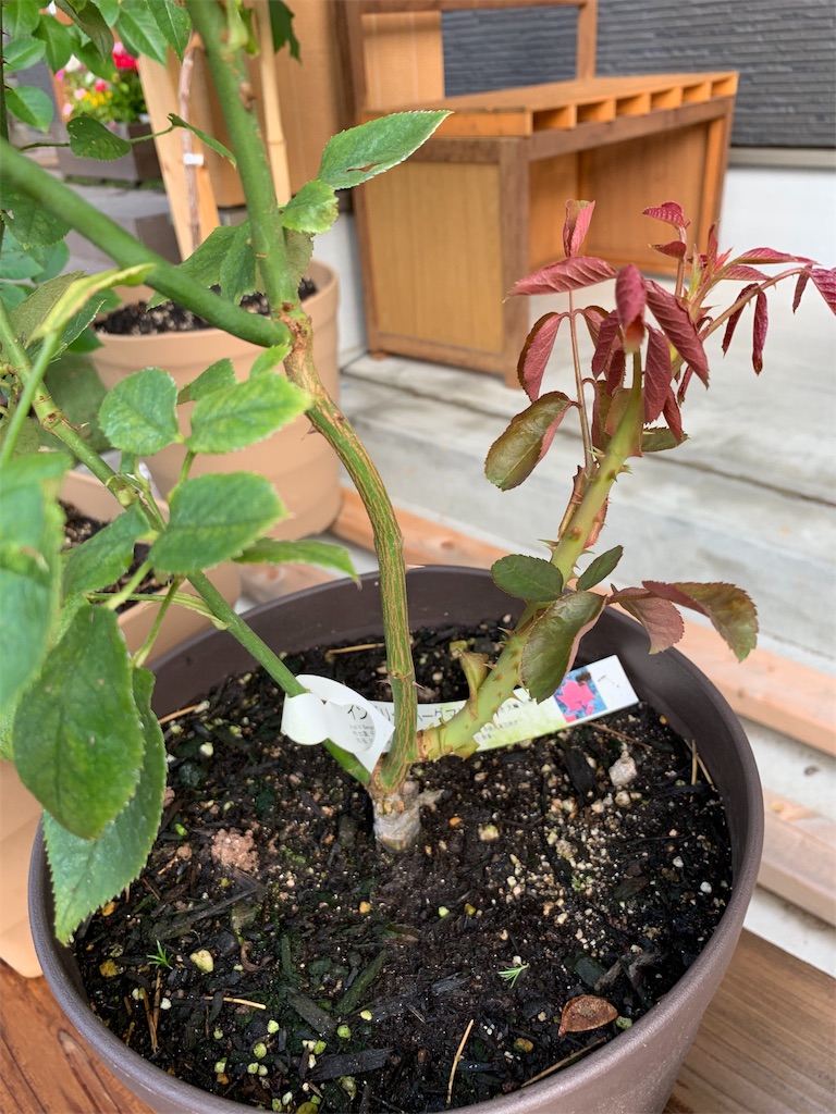 f:id:sakana78:20190818010709j:image