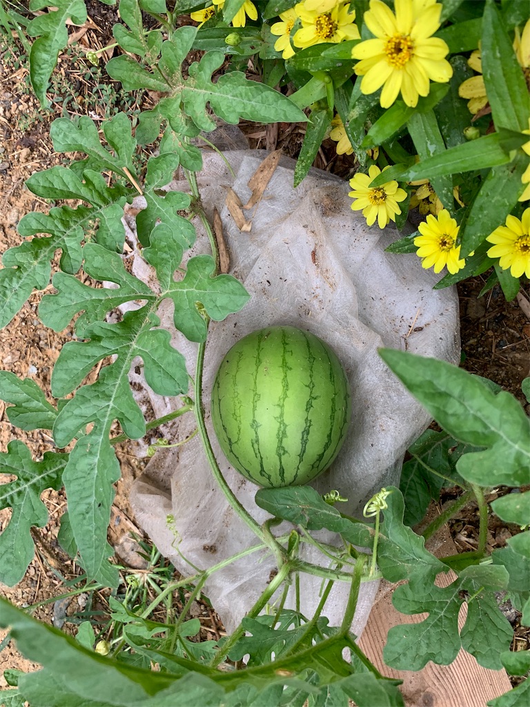 f:id:sakana78:20190819134618j:image
