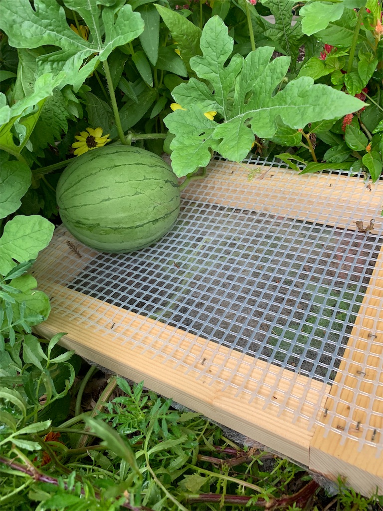 f:id:sakana78:20190819134621j:image