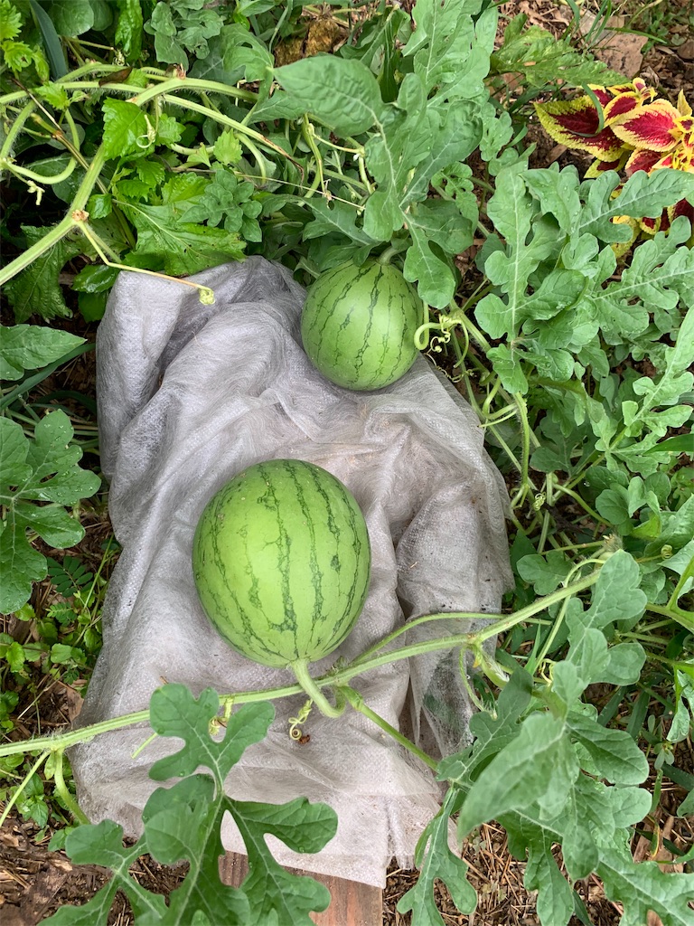 f:id:sakana78:20190819134625j:image