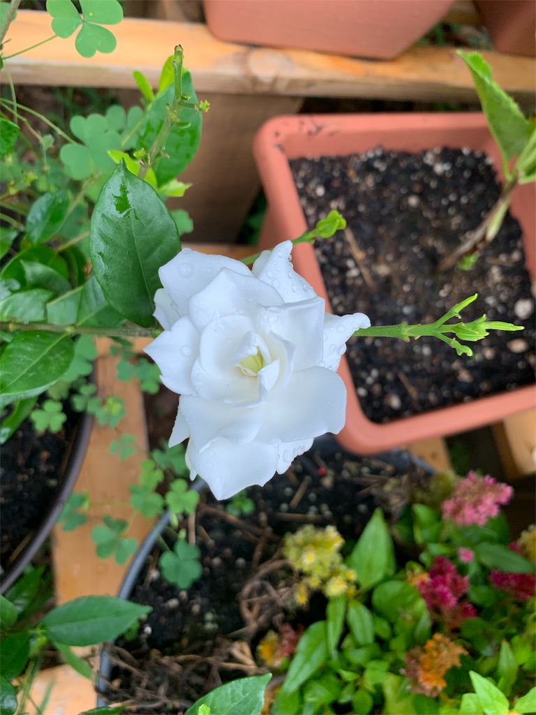f:id:sakana78:20190820072550j:image f:id:sakana78:20190820072550j:image