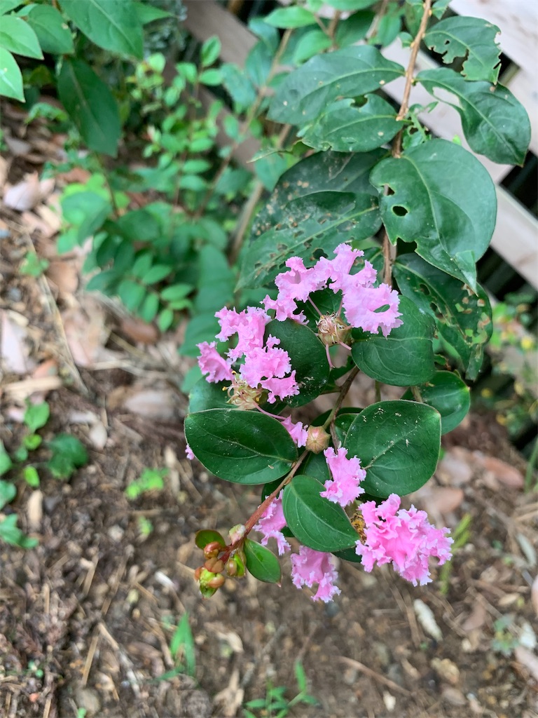 f:id:sakana78:20190820075453j:image f:id:sakana78:20190820075453j:image