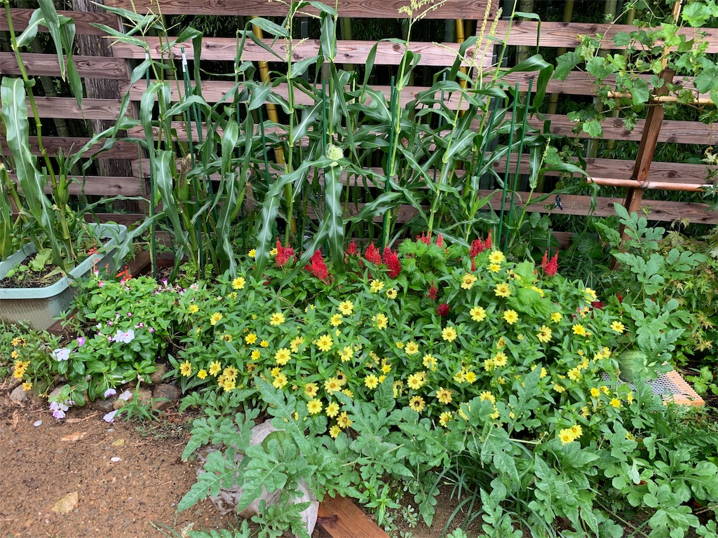 f:id:sakana78:20190821093518j:image