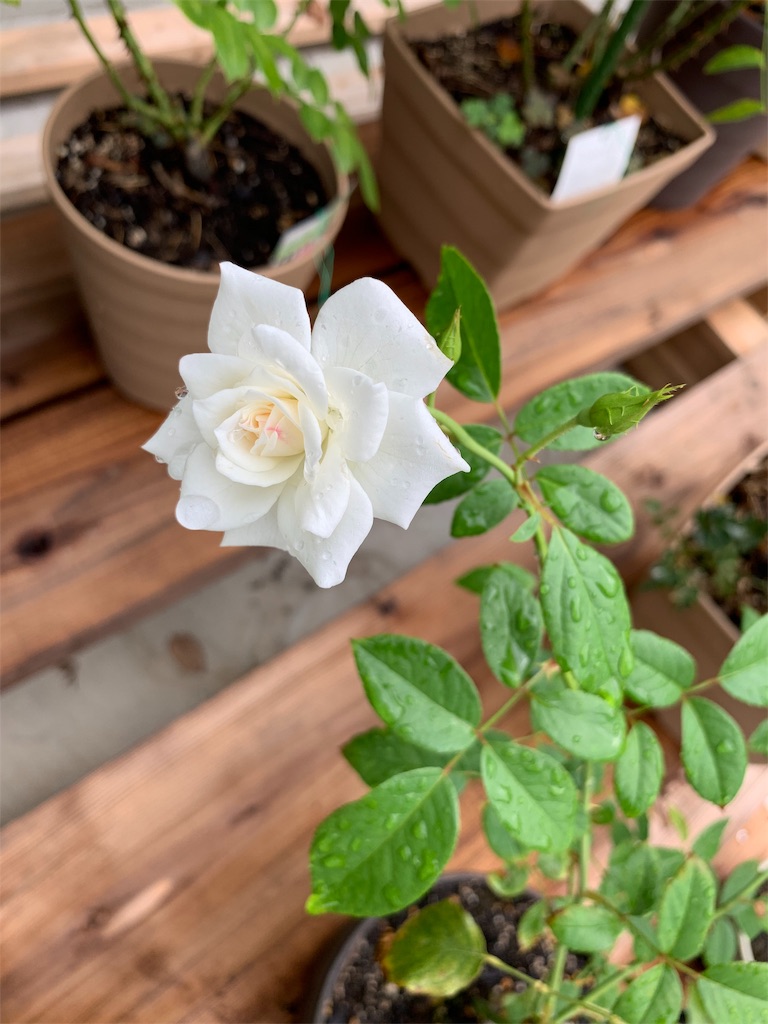 f:id:sakana78:20190823192659j:image