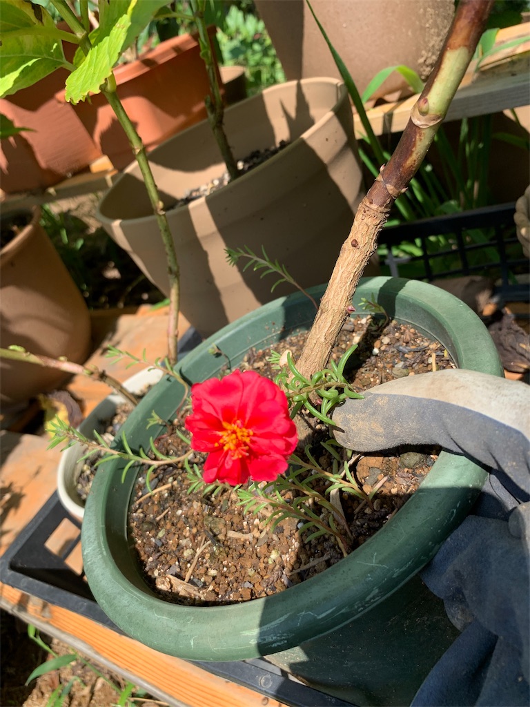 f:id:sakana78:20190826142032j:image f:id:sakana78:20190826142032j:image