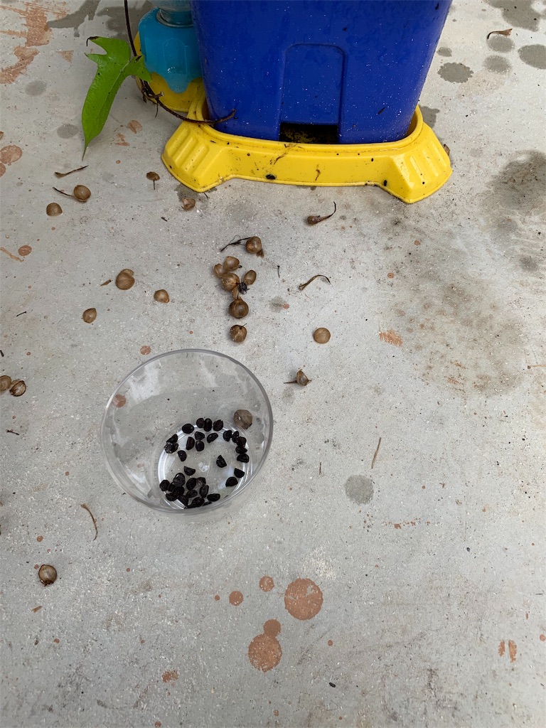 f:id:sakana78:20190829214316j:image