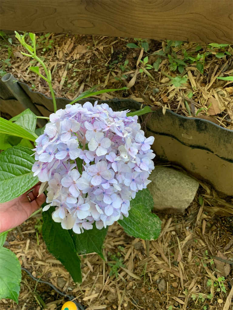 f:id:sakana78:20190830200652j:image