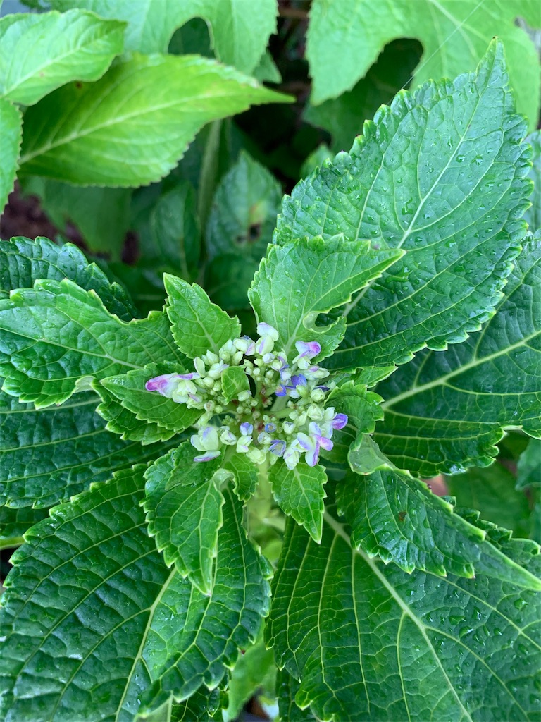 f:id:sakana78:20190830200712j:image
