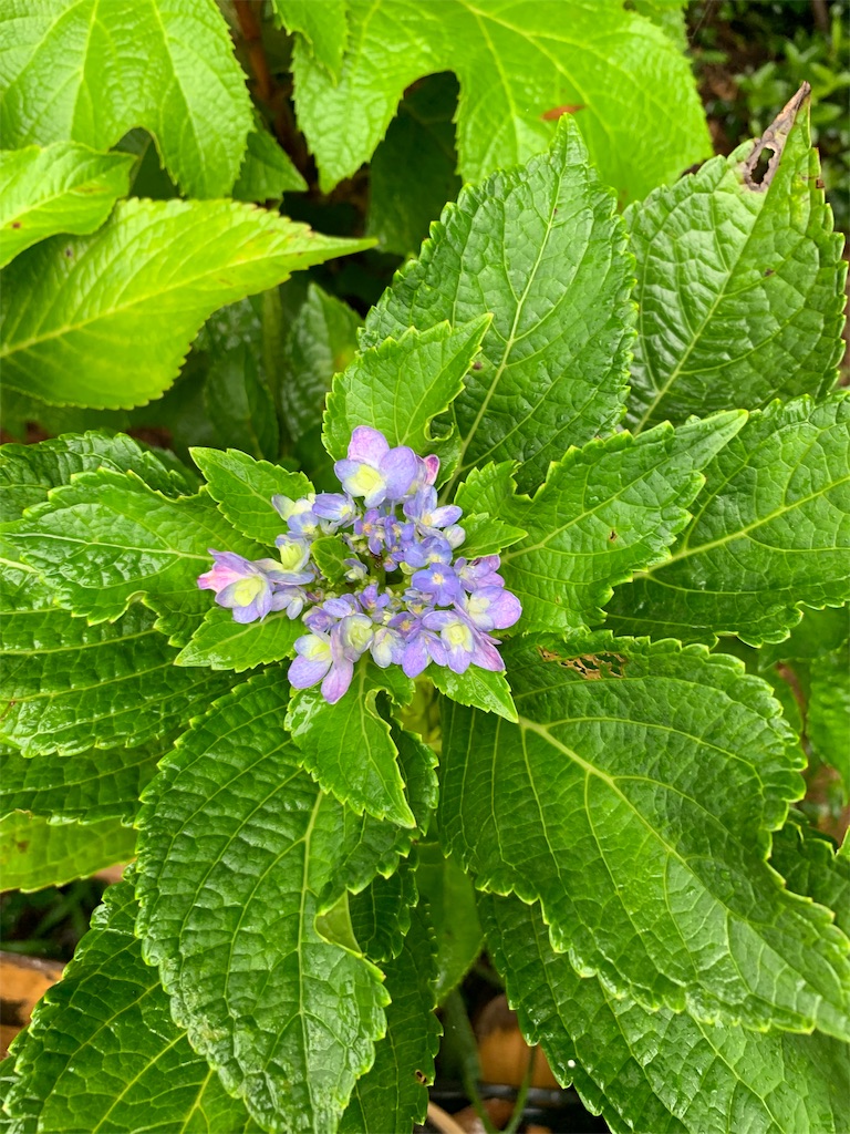 f:id:sakana78:20190830200716j:image
