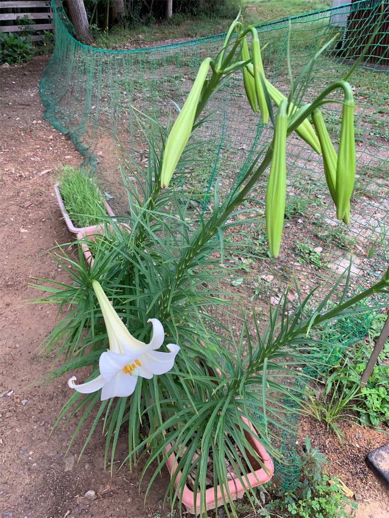 f:id:sakana78:20190901171842j:image