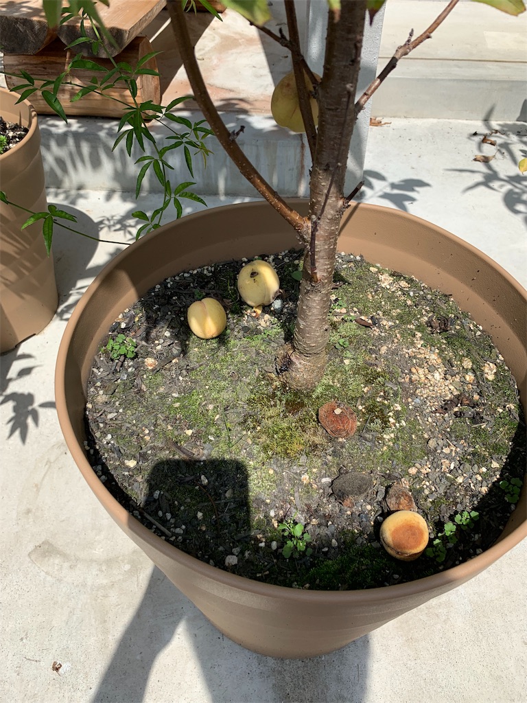 f:id:sakana78:20190904193041j:image f:id:sakana78:20190904193041j:image