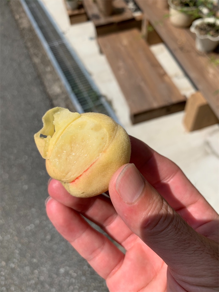 f:id:sakana78:20190904193110j:image f:id:sakana78:20190904193110j:image