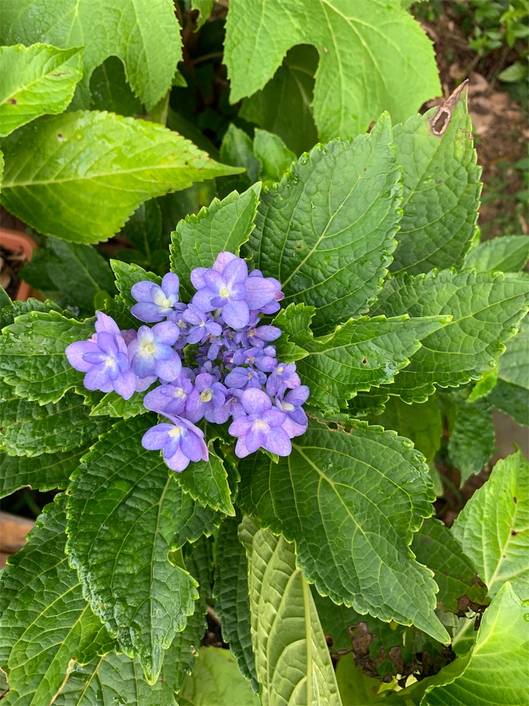 f:id:sakana78:20190906120202j:image f:id:sakana78:20190906120202j:image