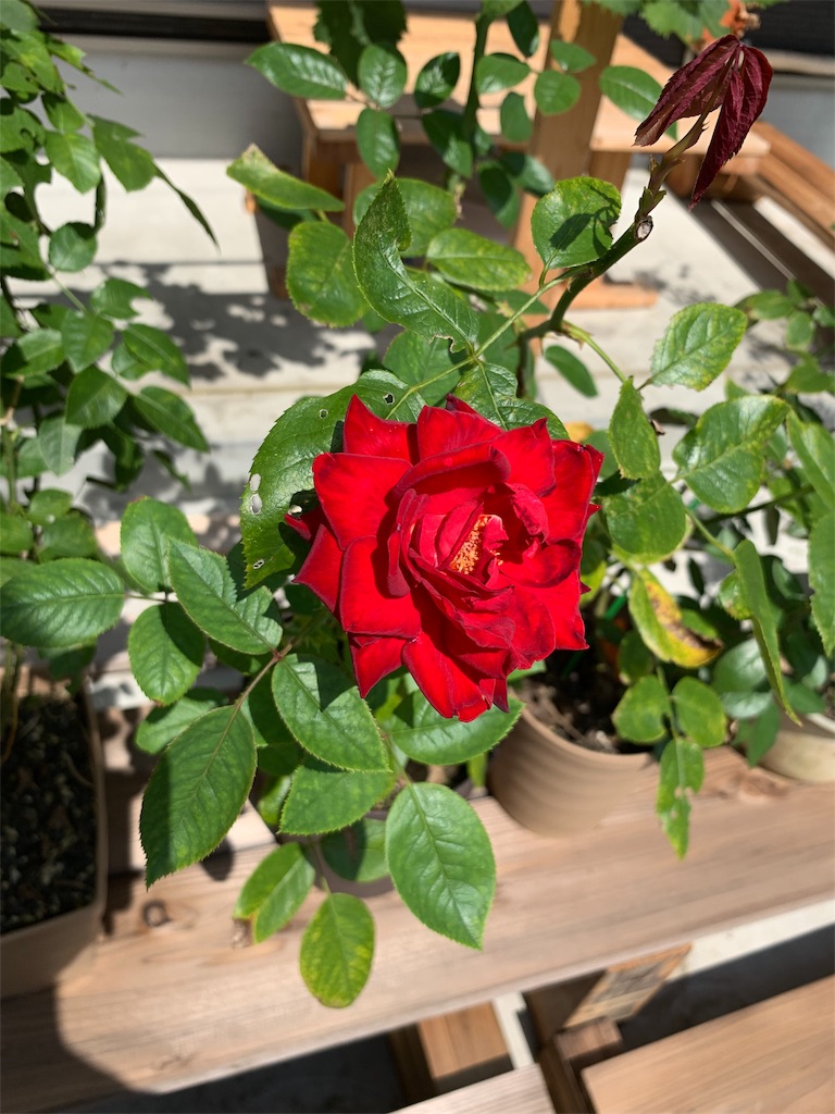 f:id:sakana78:20190906122001j:image