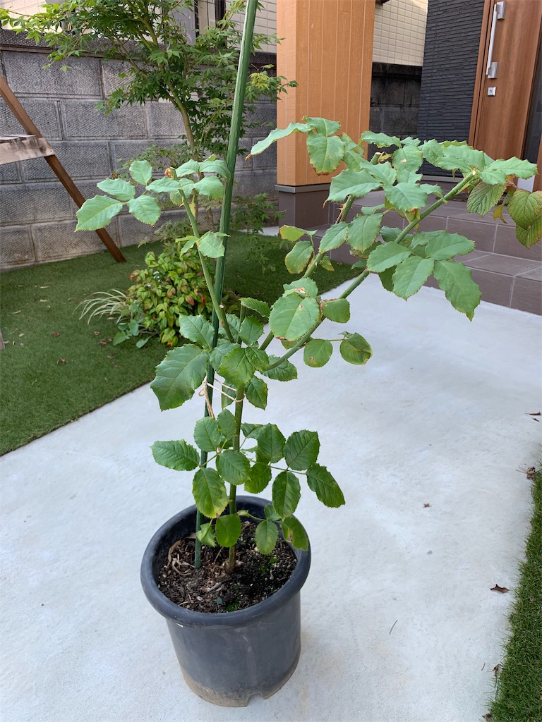 f:id:sakana78:20190906202650j:image