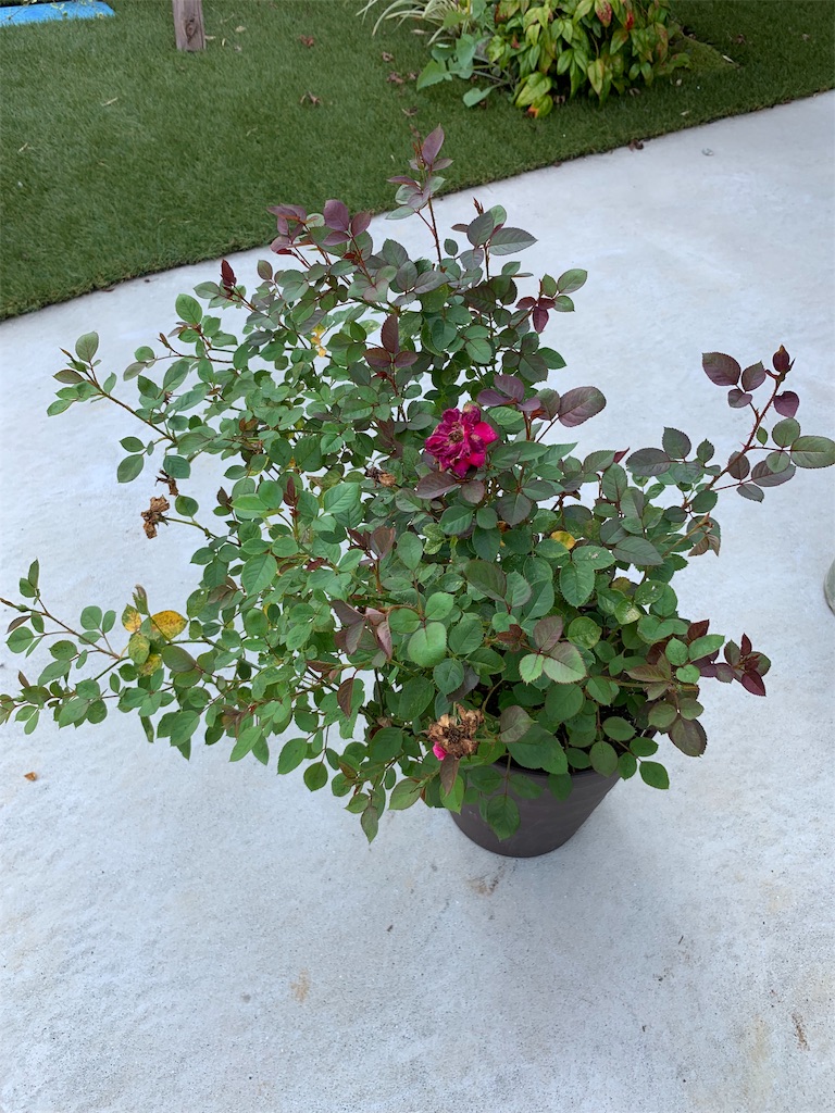 f:id:sakana78:20190906202726j:image