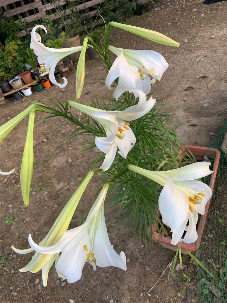 f:id:sakana78:20190908210909j:image