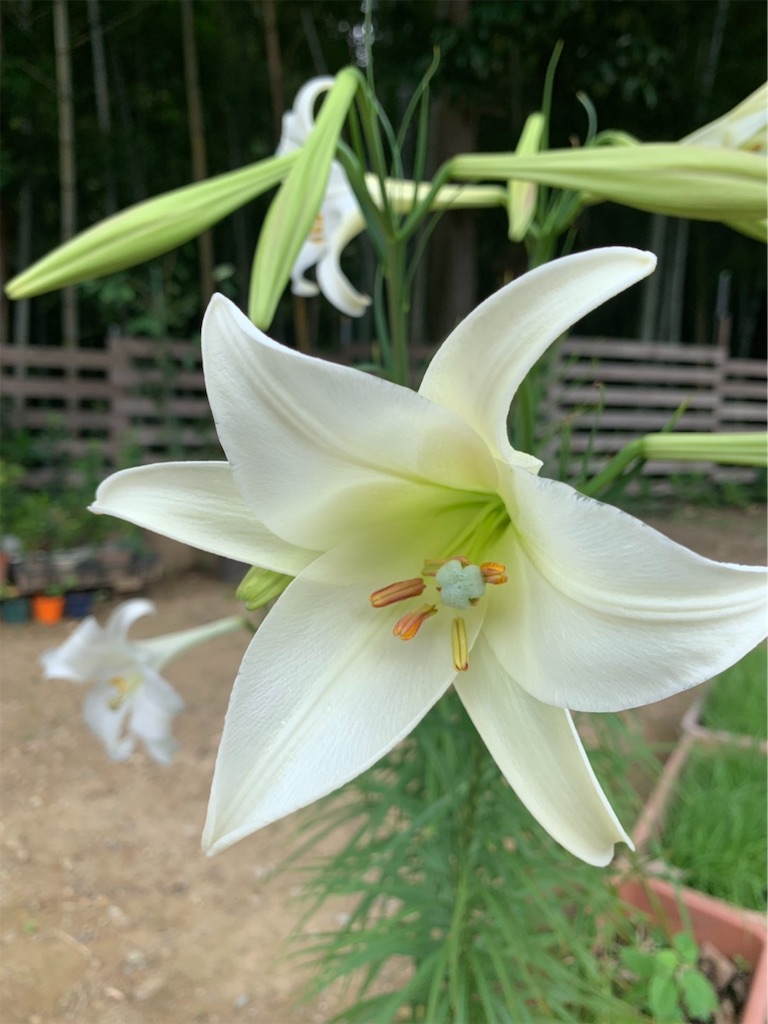 f:id:sakana78:20190908211139j:image