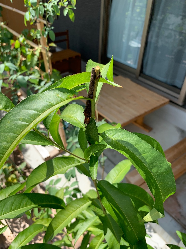 f:id:sakana78:20190911064427j:image f:id:sakana78:20190911064427j:image