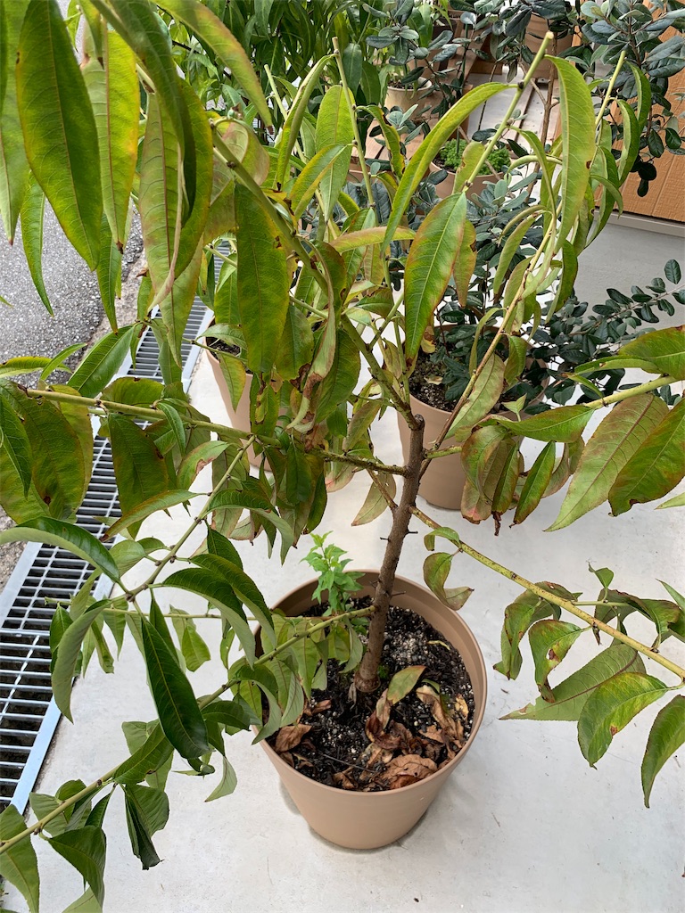 f:id:sakana78:20190911064922j:image f:id:sakana78:20190911064922j:image