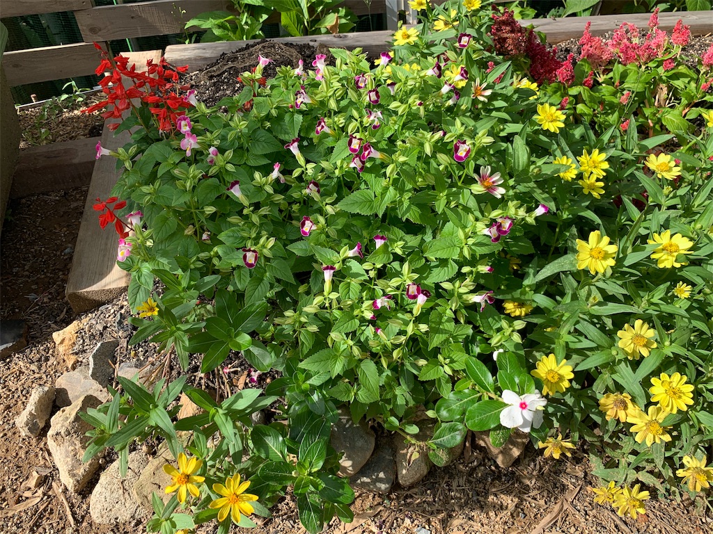 f:id:sakana78:20190914182758j:image