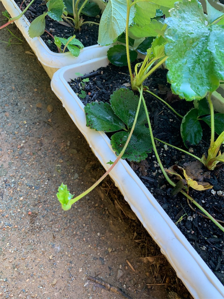 f:id:sakana78:20190915174336j:image f:id:sakana78:20190915174336j:image