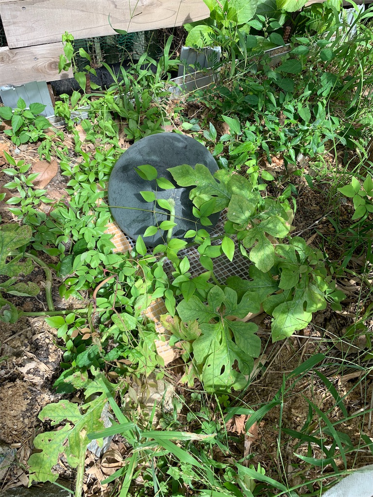 f:id:sakana78:20190916120329j:image f:id:sakana78:20190916120329j:image