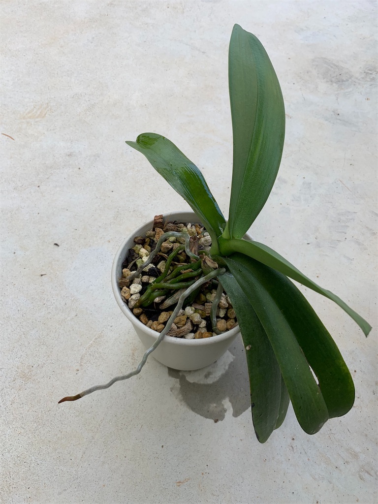 f:id:sakana78:20190918185539j:image