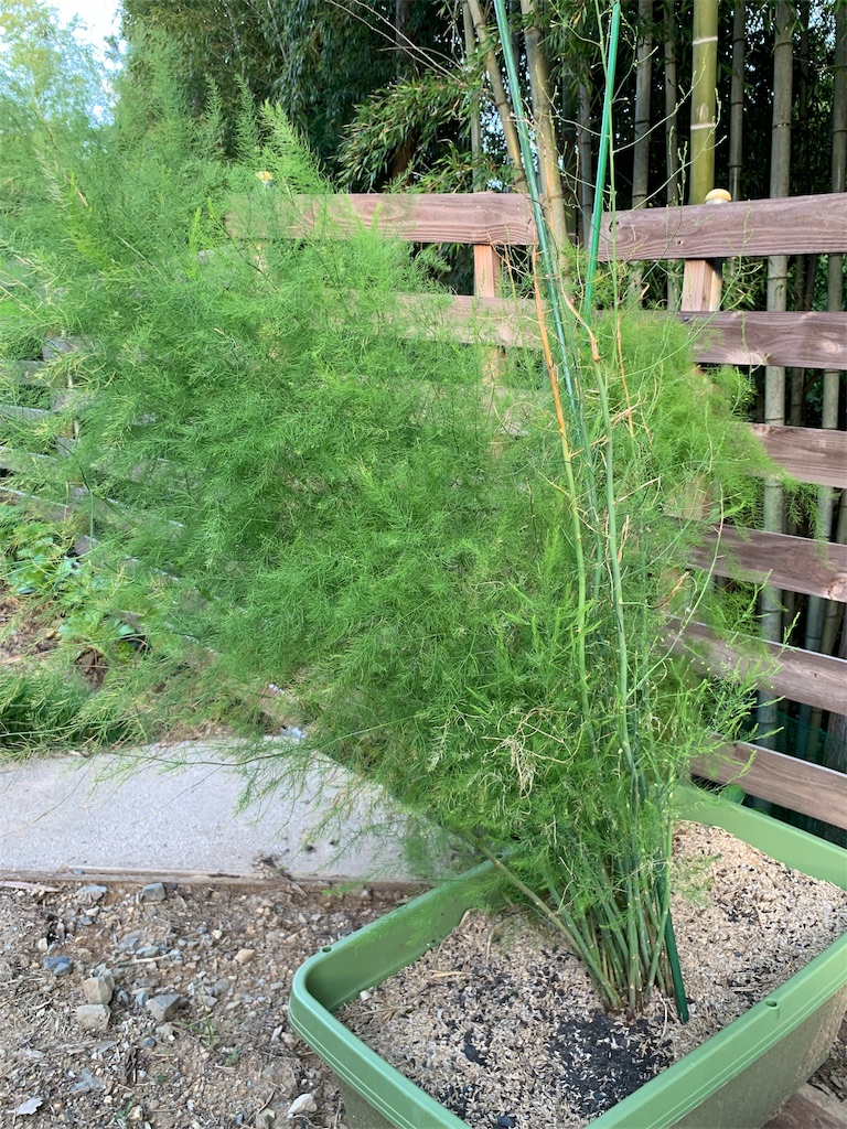 f:id:sakana78:20190919211955j:image