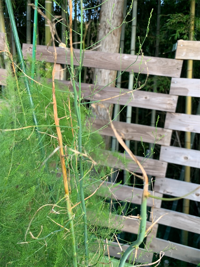 f:id:sakana78:20190919212006j:image
