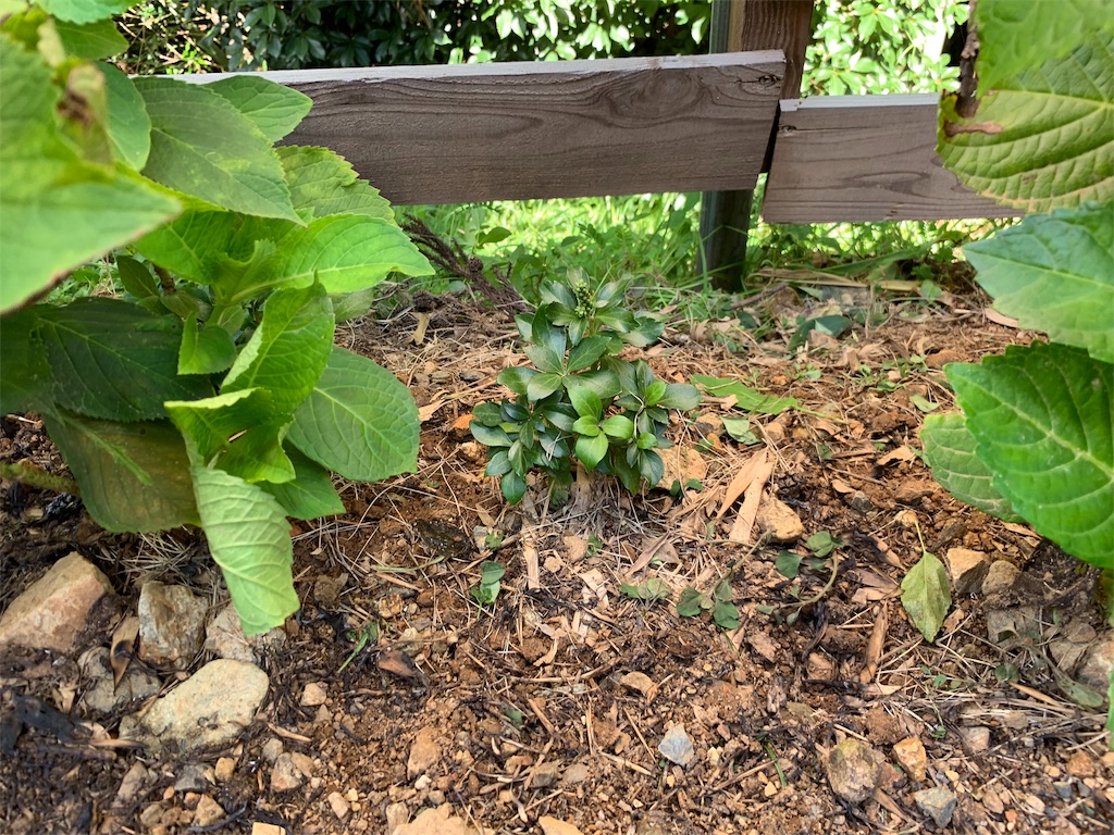 f:id:sakana78:20190922195309j:image