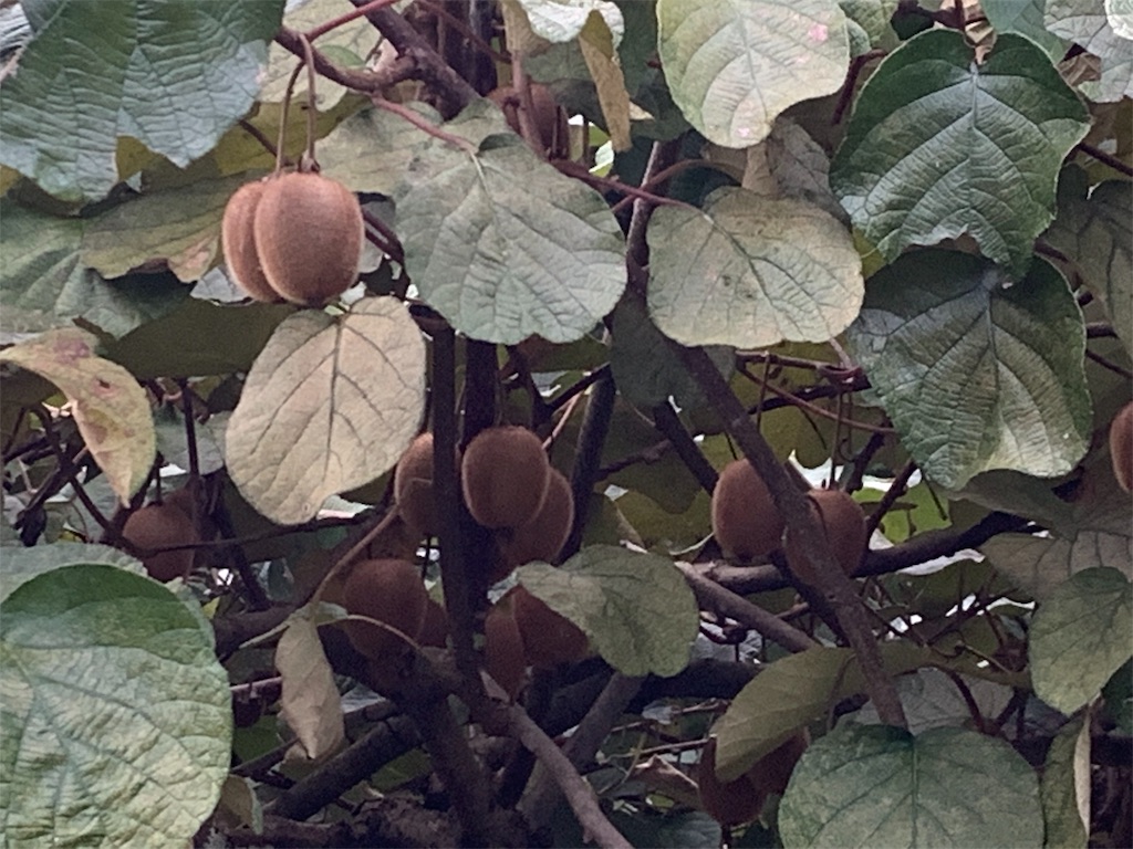 f:id:sakana78:20190924082231j:image f:id:sakana78:20190924082231j:image
