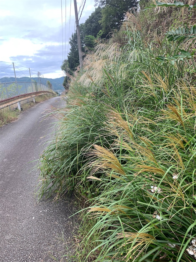 f:id:sakana78:20190924082429j:image f:id:sakana78:20190924082429j:image
