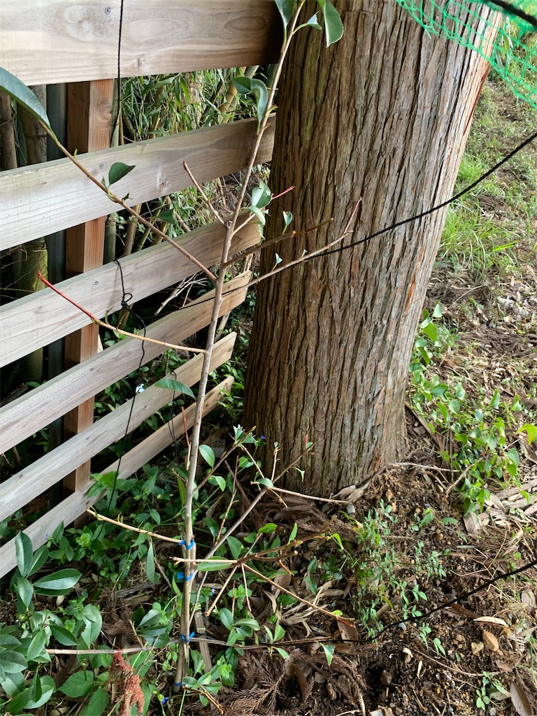 f:id:sakana78:20190925064756j:image