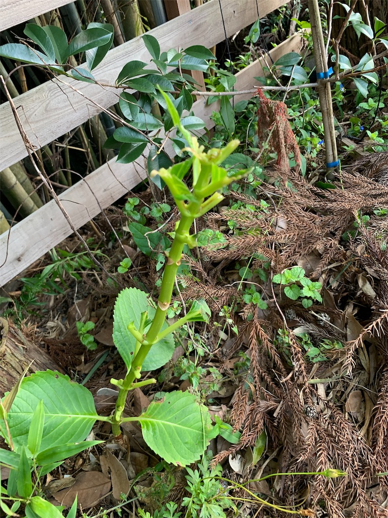 f:id:sakana78:20190925064808j:image