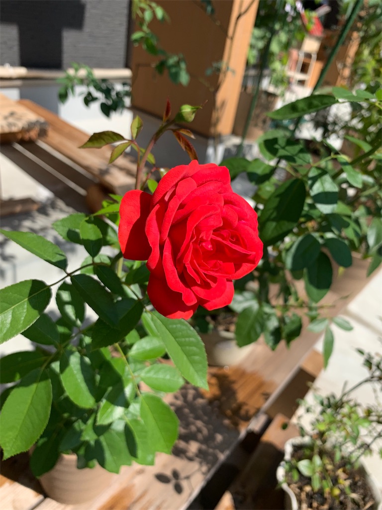 f:id:sakana78:20190928145112j:image f:id:sakana78:20190928145112j:image