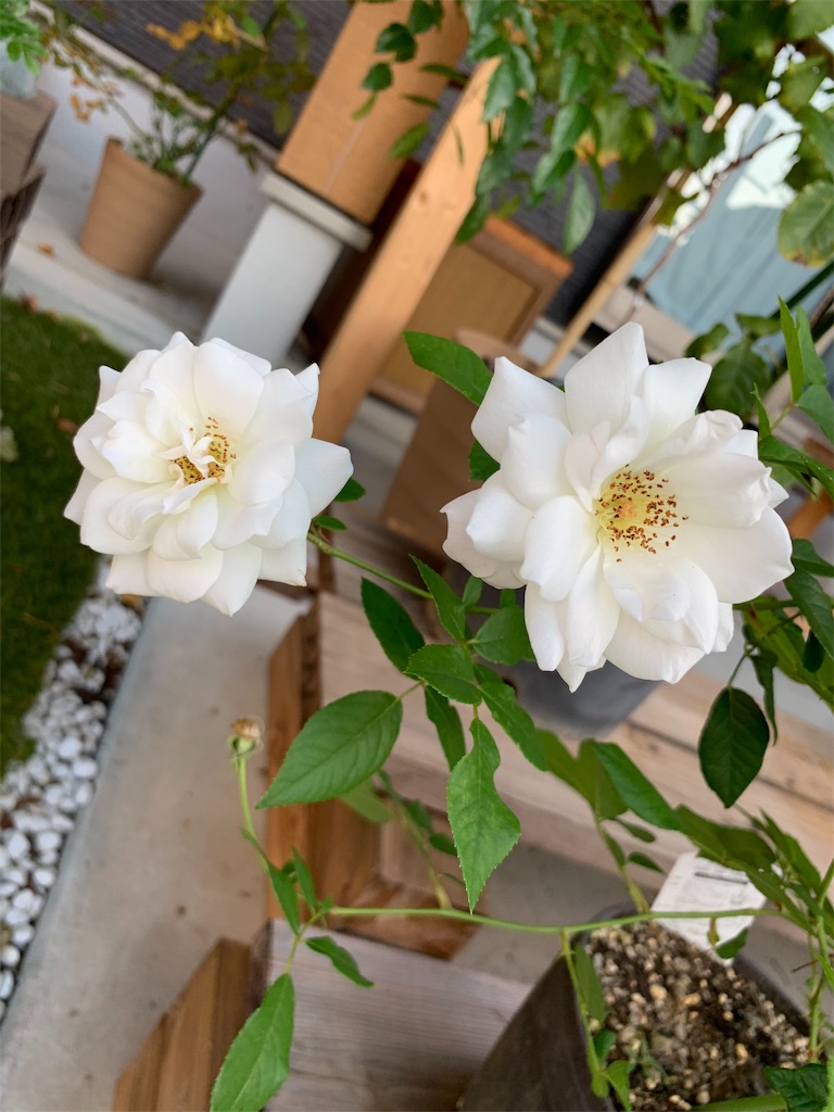 f:id:sakana78:20190928145126j:image f:id:sakana78:20190928145126j:image