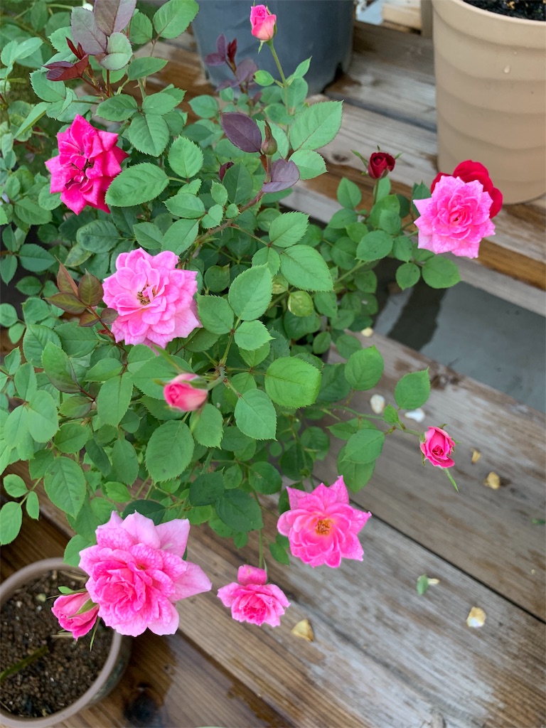 f:id:sakana78:20190928145209j:image f:id:sakana78:20190928145209j:image