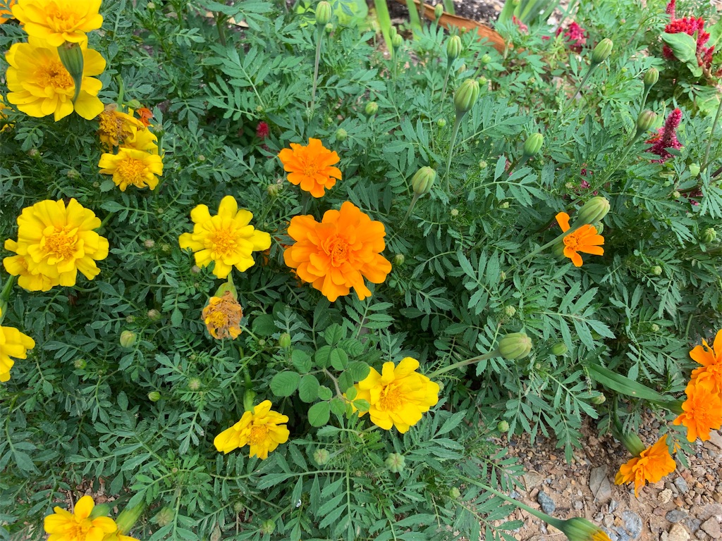 f:id:sakana78:20190930193712j:image f:id:sakana78:20190930193712j:image