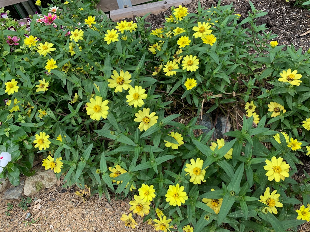 f:id:sakana78:20190930193731j:image f:id:sakana78:20190930193731j:image