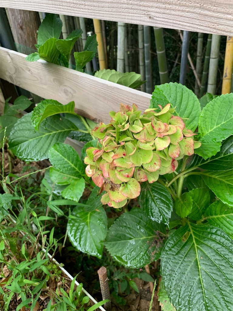 f:id:sakana78:20191002161743j:image