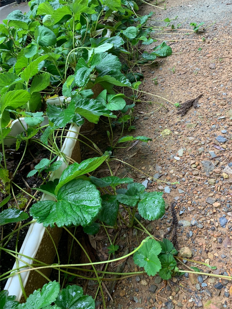 f:id:sakana78:20191003220532j:image