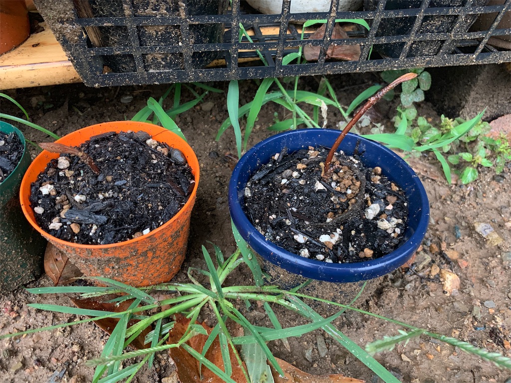 f:id:sakana78:20191004220911j:image