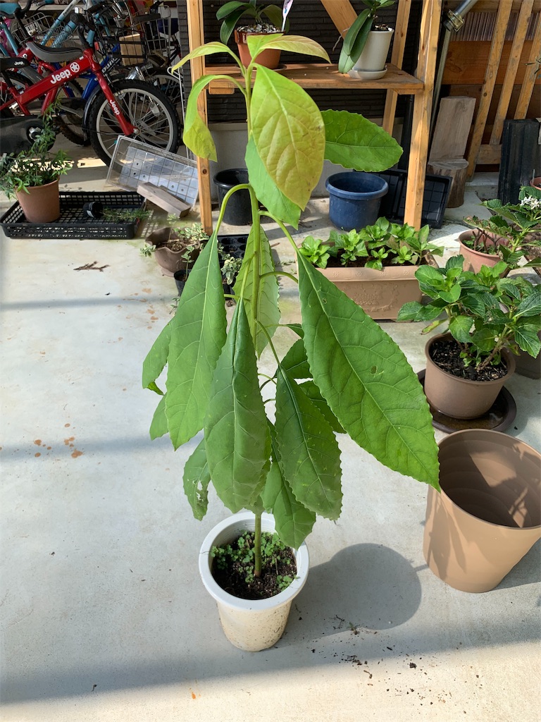 f:id:sakana78:20191005102538j:image f:id:sakana78:20191005102538j:image