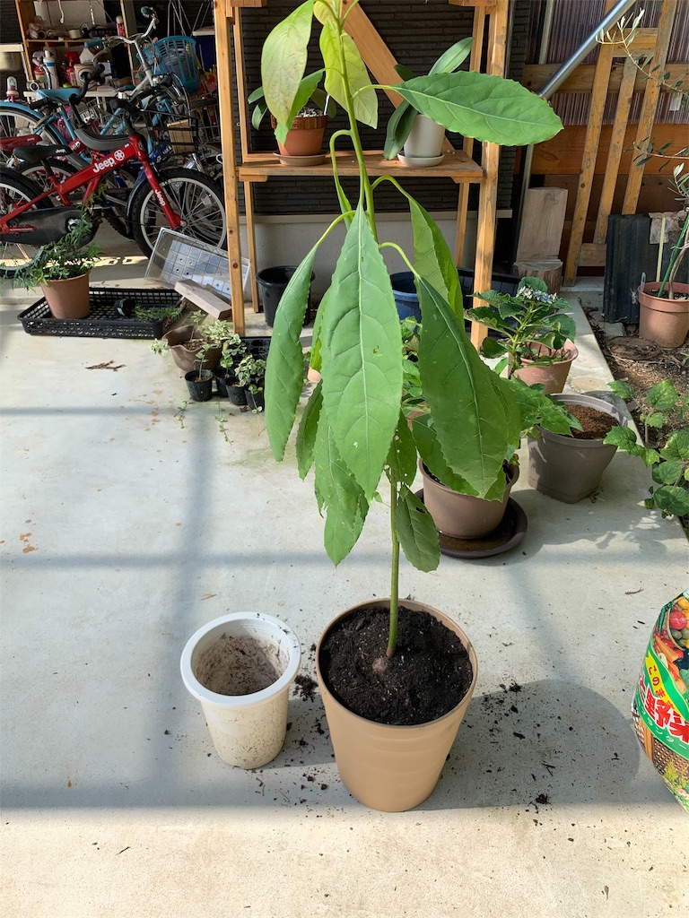 f:id:sakana78:20191005103000j:image f:id:sakana78:20191005103000j:image