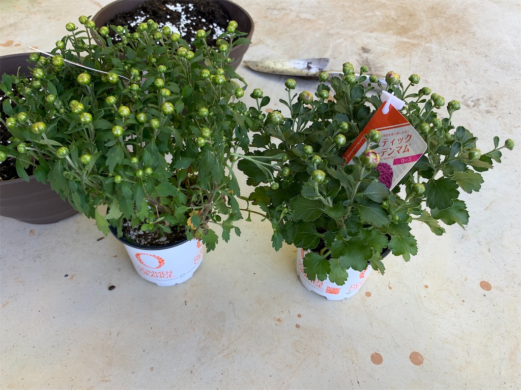 f:id:sakana78:20191009143430j:image f:id:sakana78:20191009143430j:image