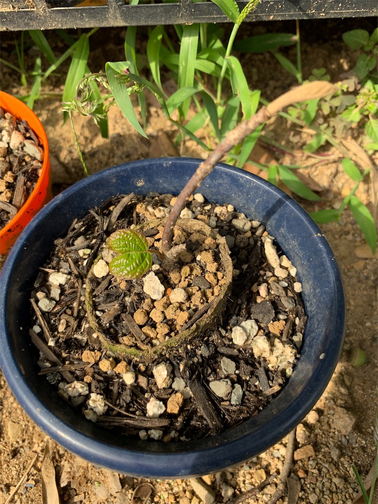f:id:sakana78:20191016211900j:image f:id:sakana78:20191016211900j:image